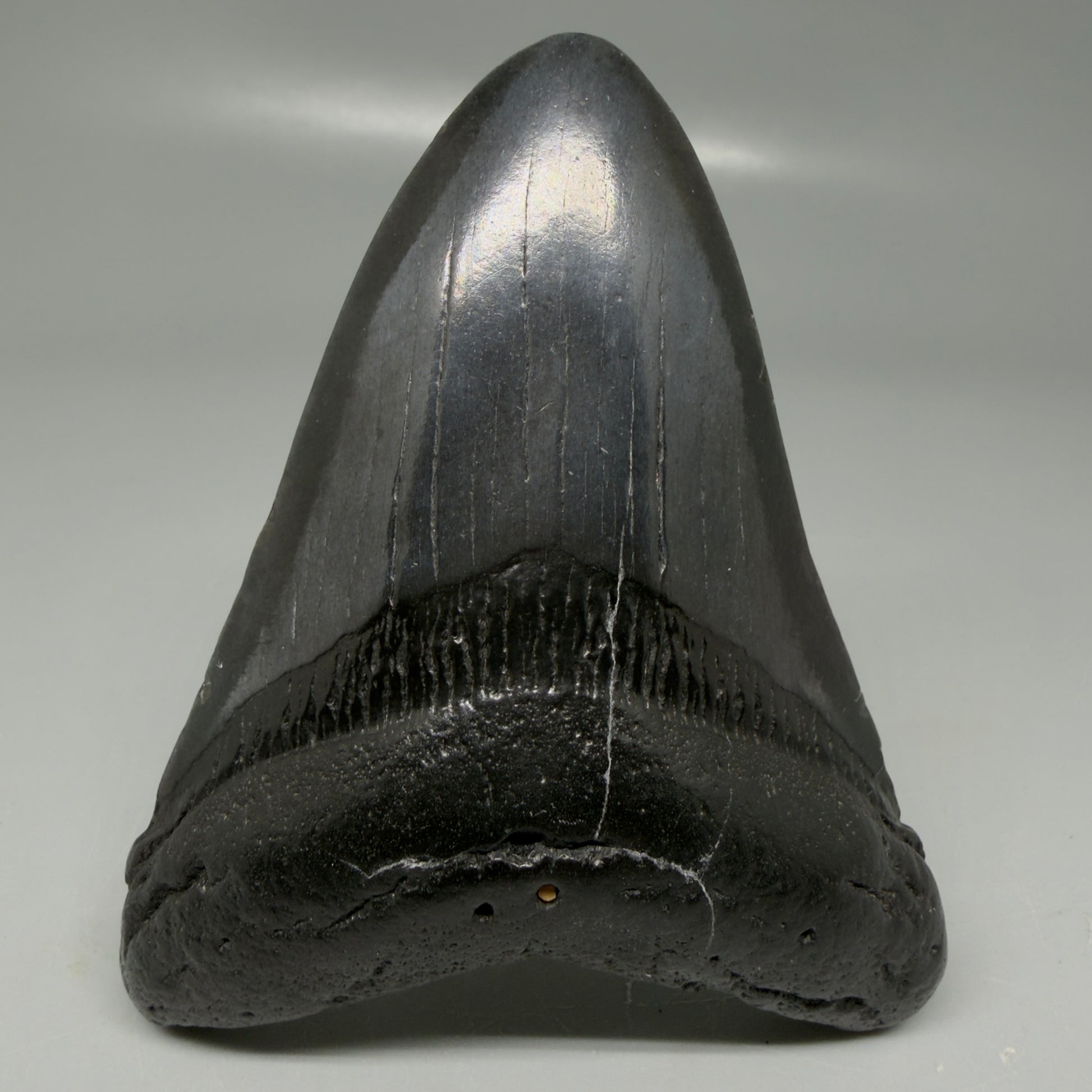 Front View Black 3.68" Megalodon Tooth from South Carolina CM6104