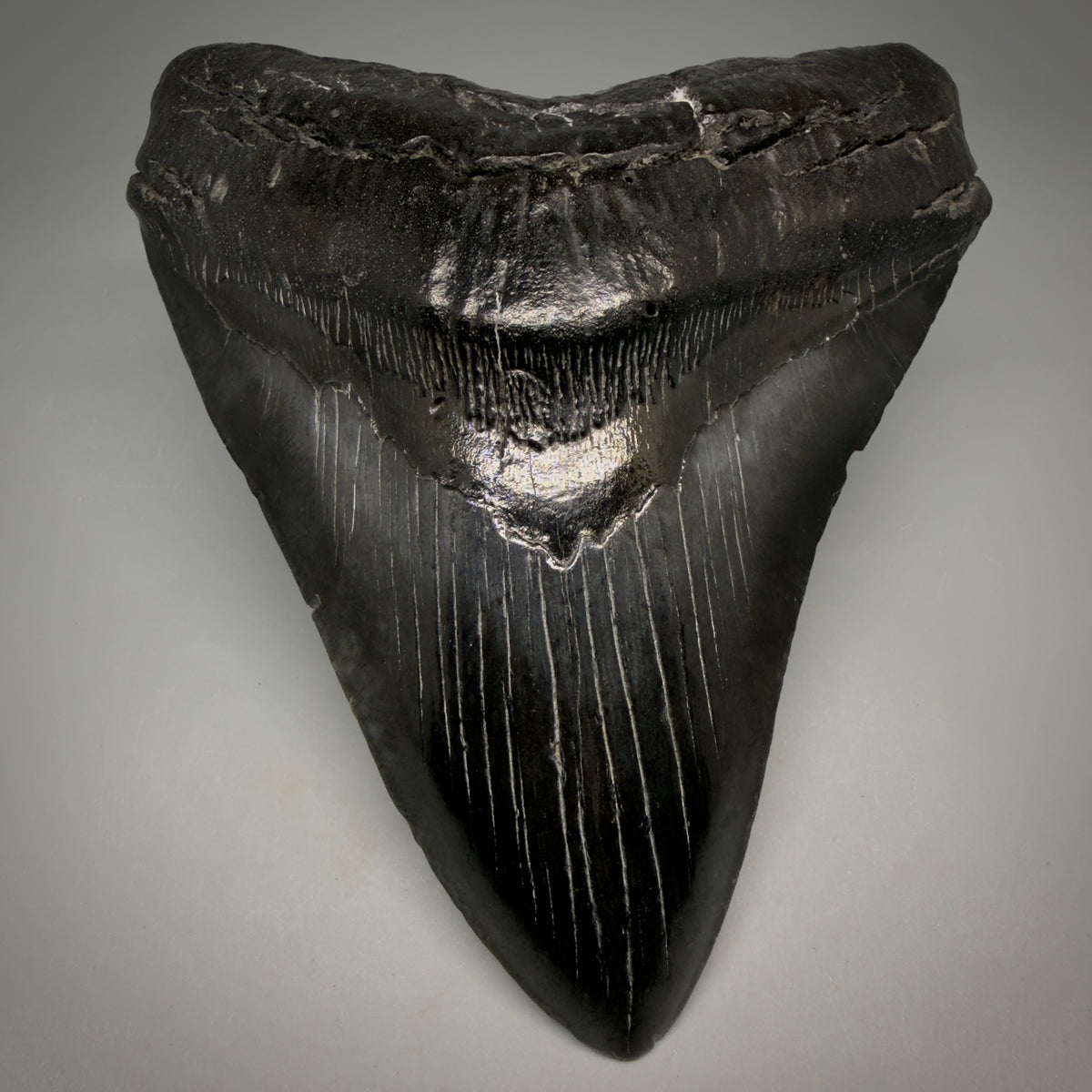 Front View Black, Large 5.75" Fossil Megalodon Tooth - South Carolina megalodonteeth.com CM6601