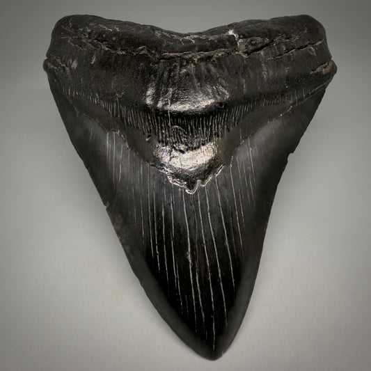 Front View Black, Large 5.75" Fossil Megalodon Tooth - South Carolina megalodonteeth.com CM6601