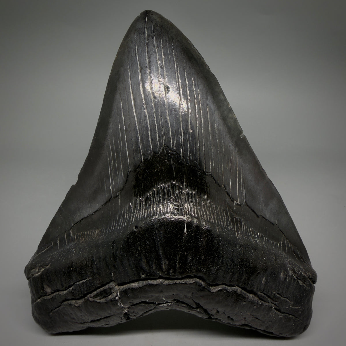 Front View Black, Large 5.75" Fossil Megalodon Tooth - South Carolina megalodonteeth.com CM6601 - 1