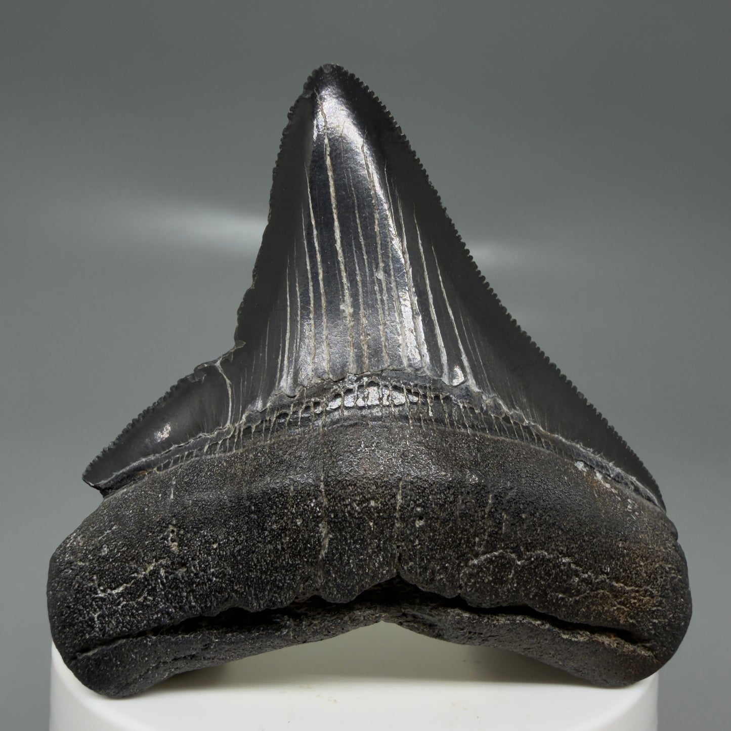 Front View Black, serrated 2.58" Lateral Fossil Megalodon Tooth – South Carolina River Find | Authentic CM6135