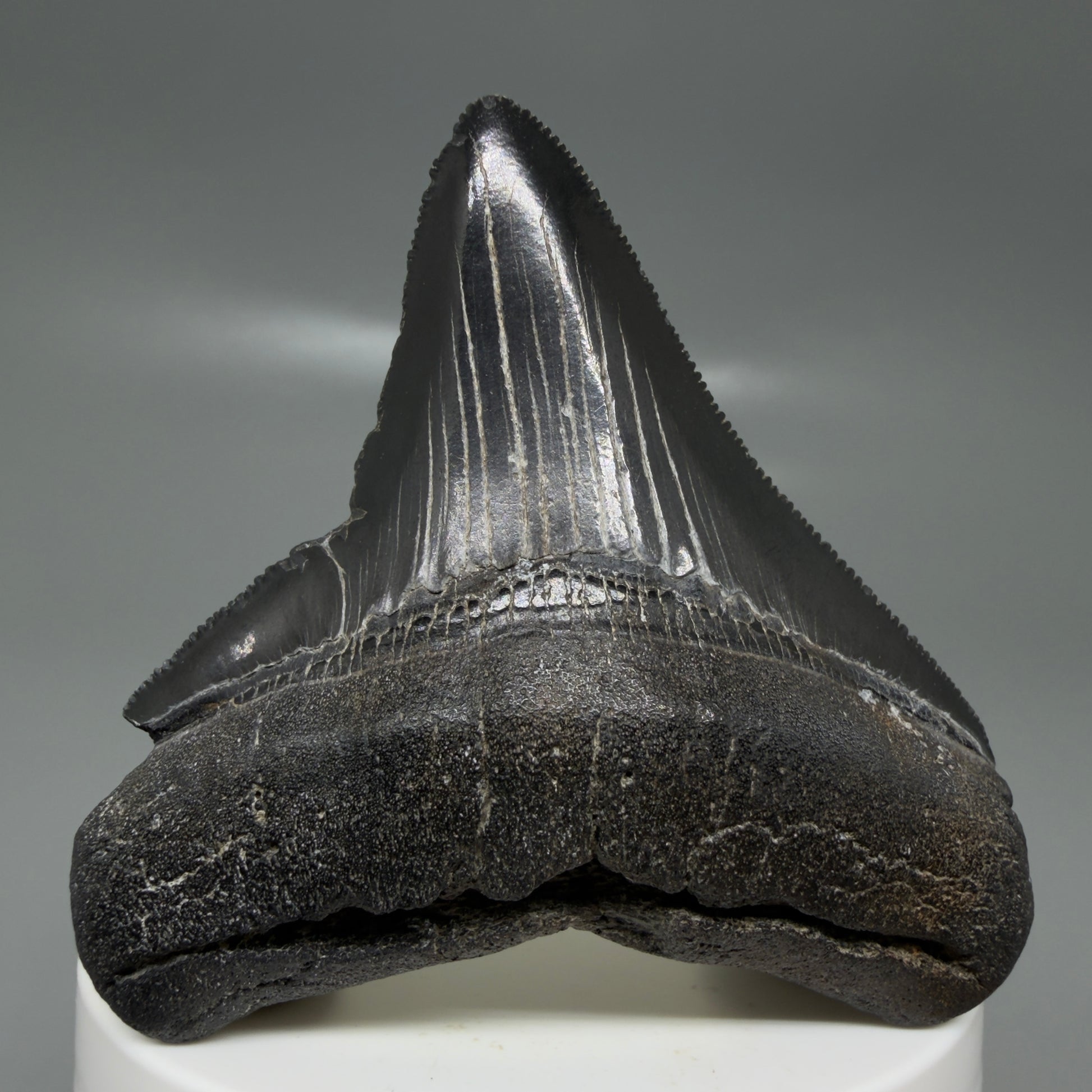 Front View Black, serrated 2.58" Lateral Fossil Megalodon Tooth – South Carolina River Find | Authentic CM6135