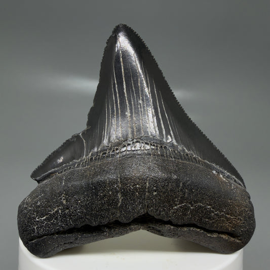 Front View Black, serrated 2.58" Lateral Fossil Megalodon Tooth – South Carolina River Find | Authentic CM6135