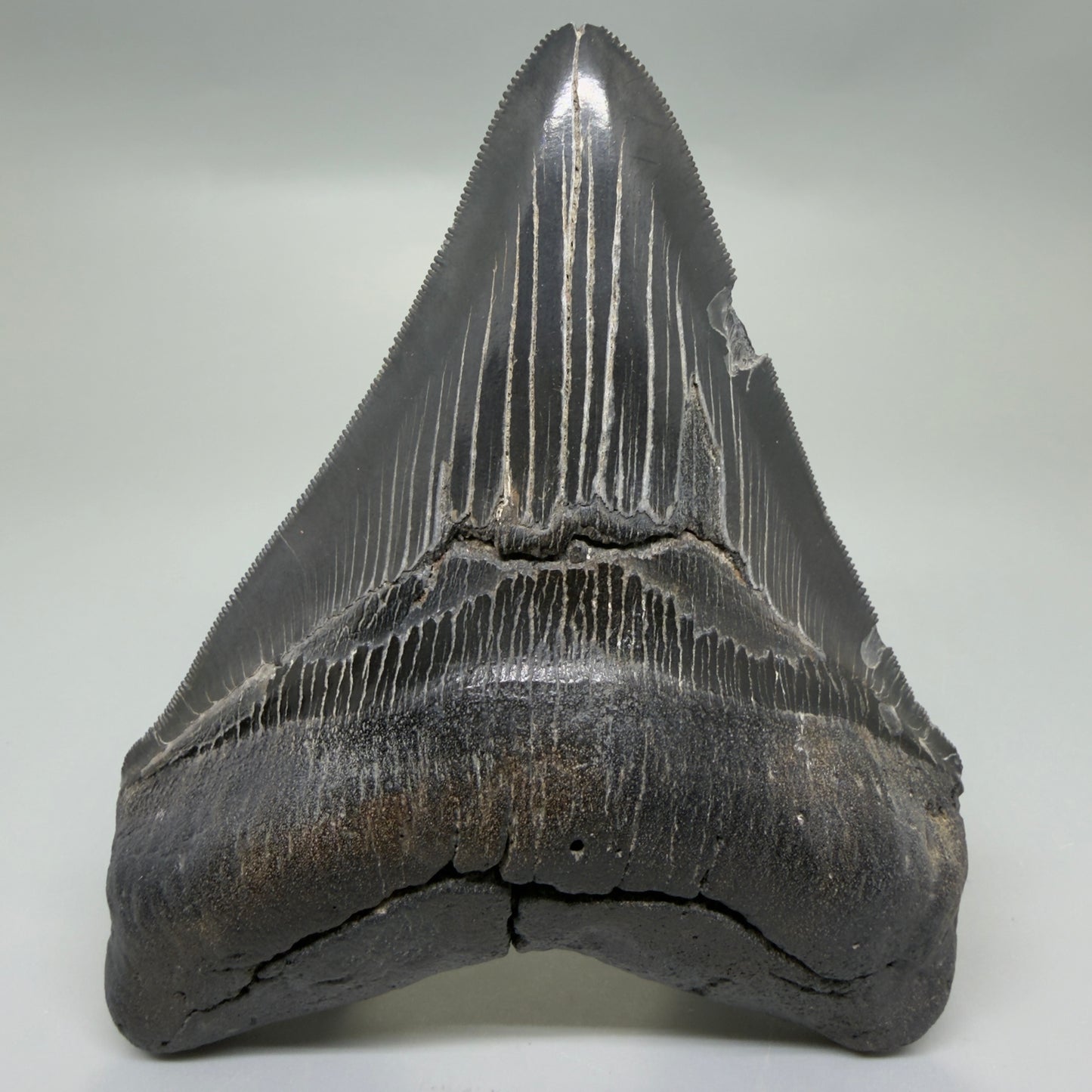 Front View Black, serrated 4.87" Megalodon Tooth from South Carolina CM6335