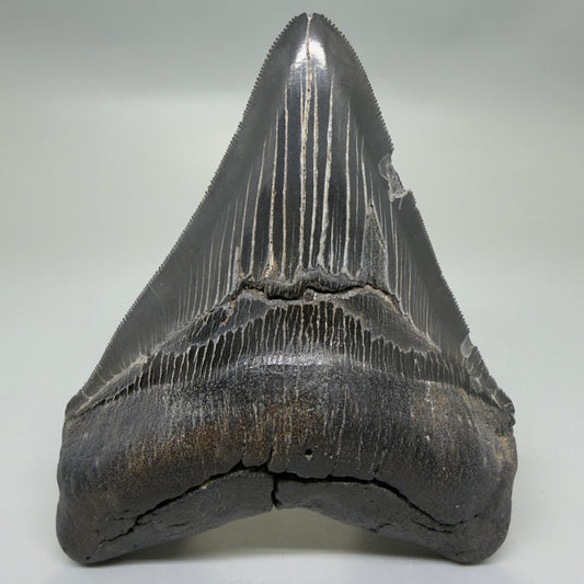 Front View Black, serrated 4.87" Megalodon Tooth from South Carolina CM6335