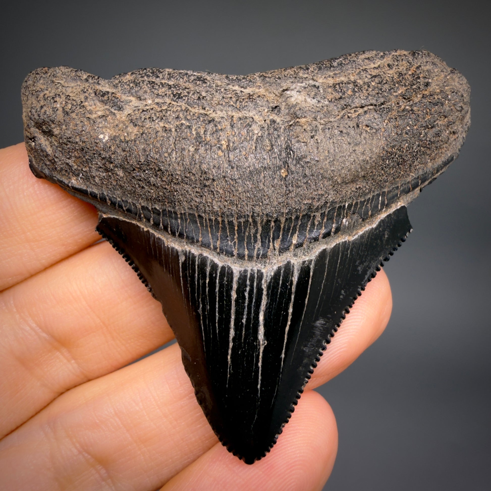 Front View Black, sharply serrated 2.38" Fossil Megalodon Shark Tooth - Georgia megalodonteeth.com CM6521
