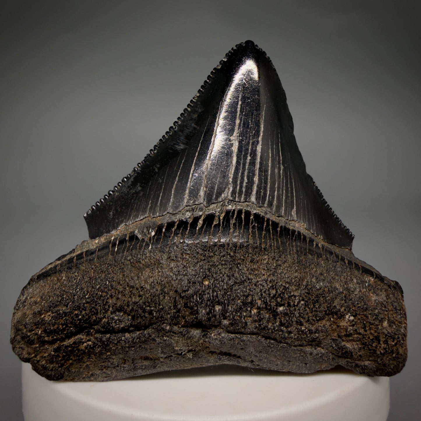 Front View Black, sharply serrated 2.38" Fossil Megalodon Shark Tooth - Georgia megalodonteeth.com CM6521 - 1