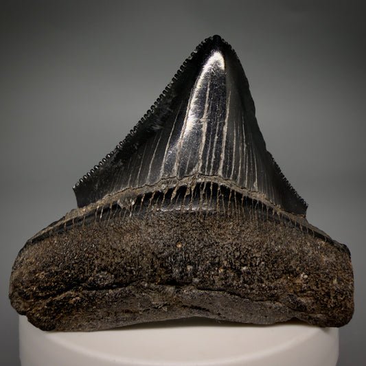 Front View Black, sharply serrated 2.38" Fossil Megalodon Shark Tooth - Georgia megalodonteeth.com CM6521 - 1