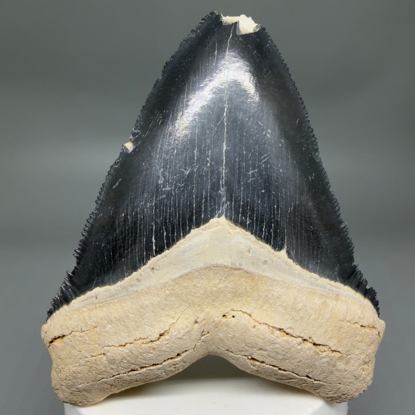 Front View Blue Colors 3.42" Sharply Serrated Fossil Megalodon Tooth from Bone Valley, FL MJ135