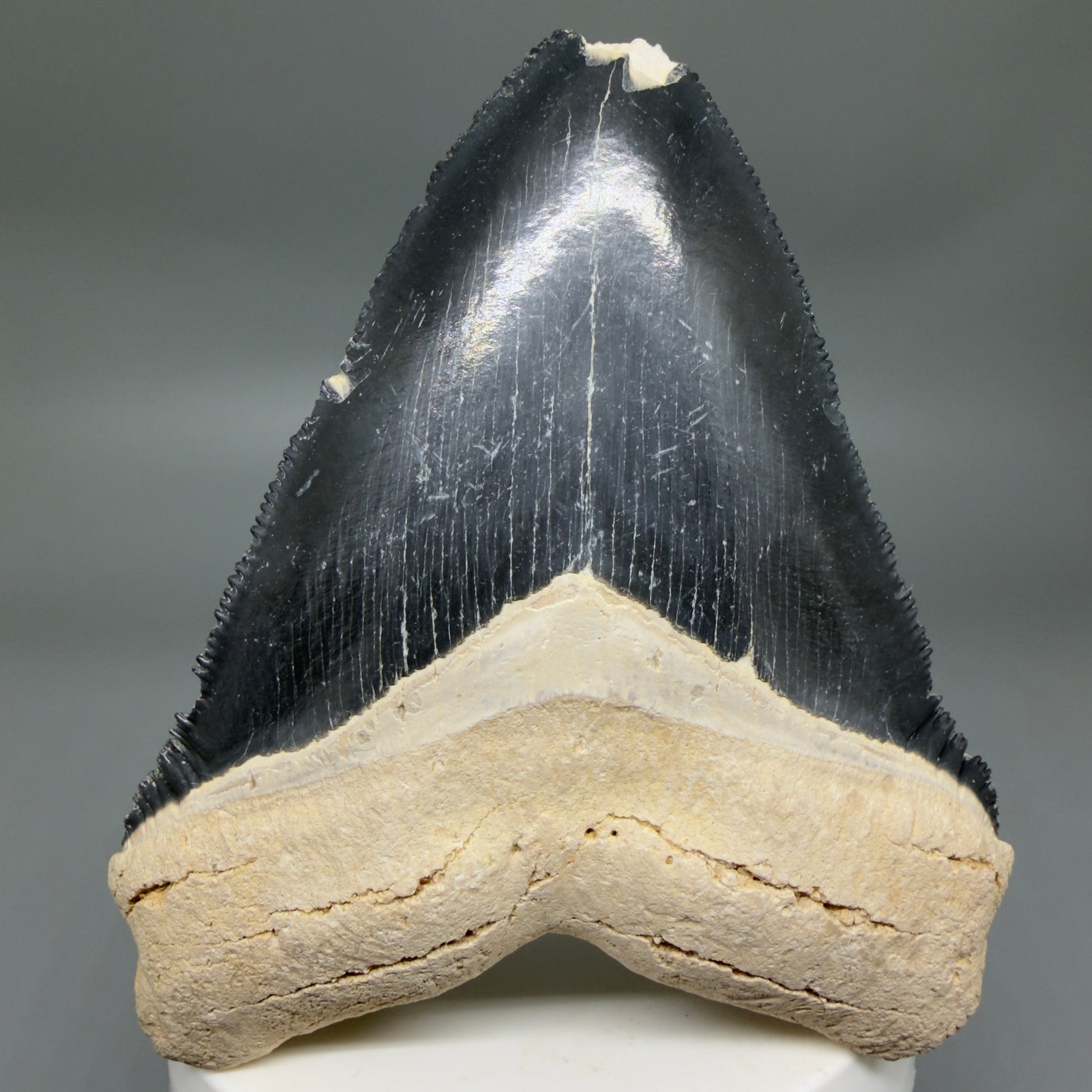 Front View Blue Colors 3.42" Sharply Serrated Fossil Megalodon Tooth from Bone Valley, FL MJ135