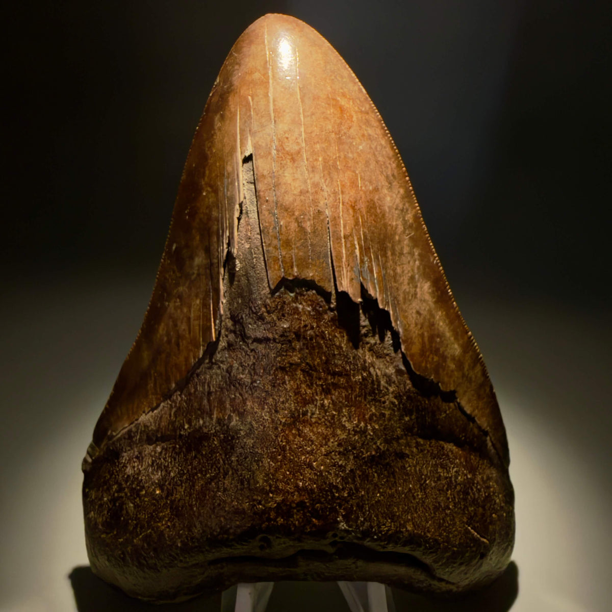 Front View Brown/Red prints, sharply serrated 5.16" Fossil Megalodon Shark Tooth from Georgia megalodonteeth.com CM6707