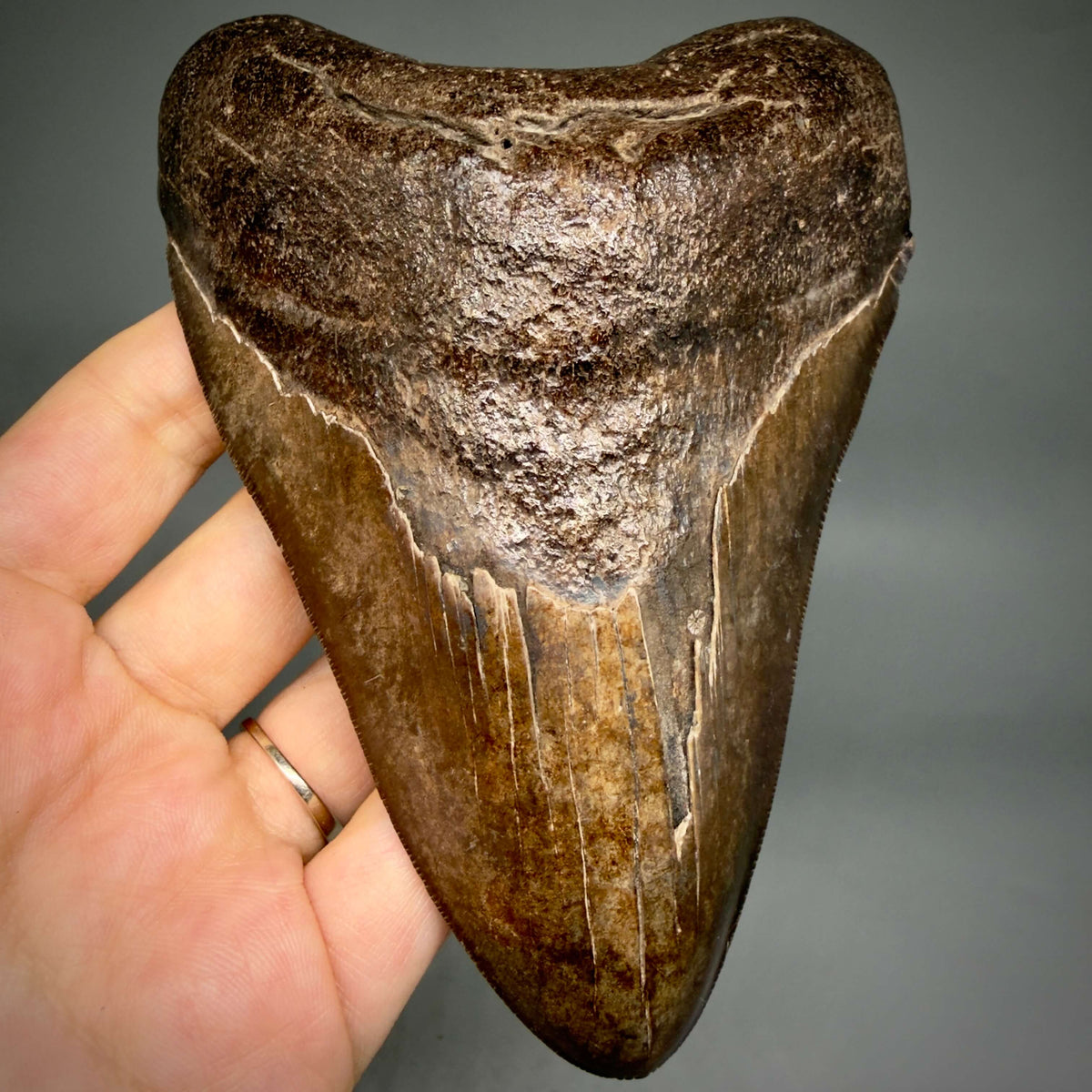 Front View Brown/Red prints, sharply serrated 5.16" Fossil Megalodon Shark Tooth from Georgia megalodonteeth.com CM6707 - 1