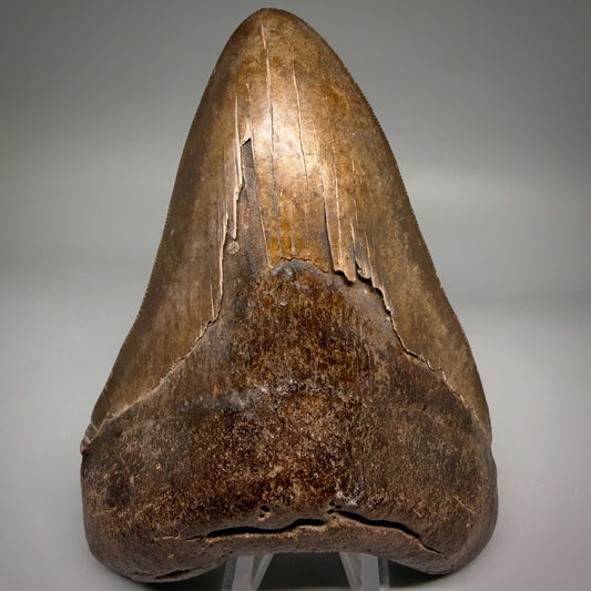 Front View Brown/Red prints, sharply serrated 5.16" Fossil Megalodon Shark Tooth from Georgia megalodonteeth.com CM6707 - 2