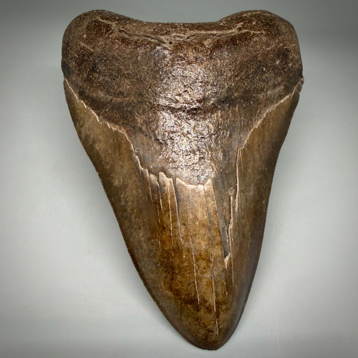 Front View Brown/Red prints, sharply serrated 5.16" Fossil Megalodon Shark Tooth from Georgia megalodonteeth.com CM6707 - 3