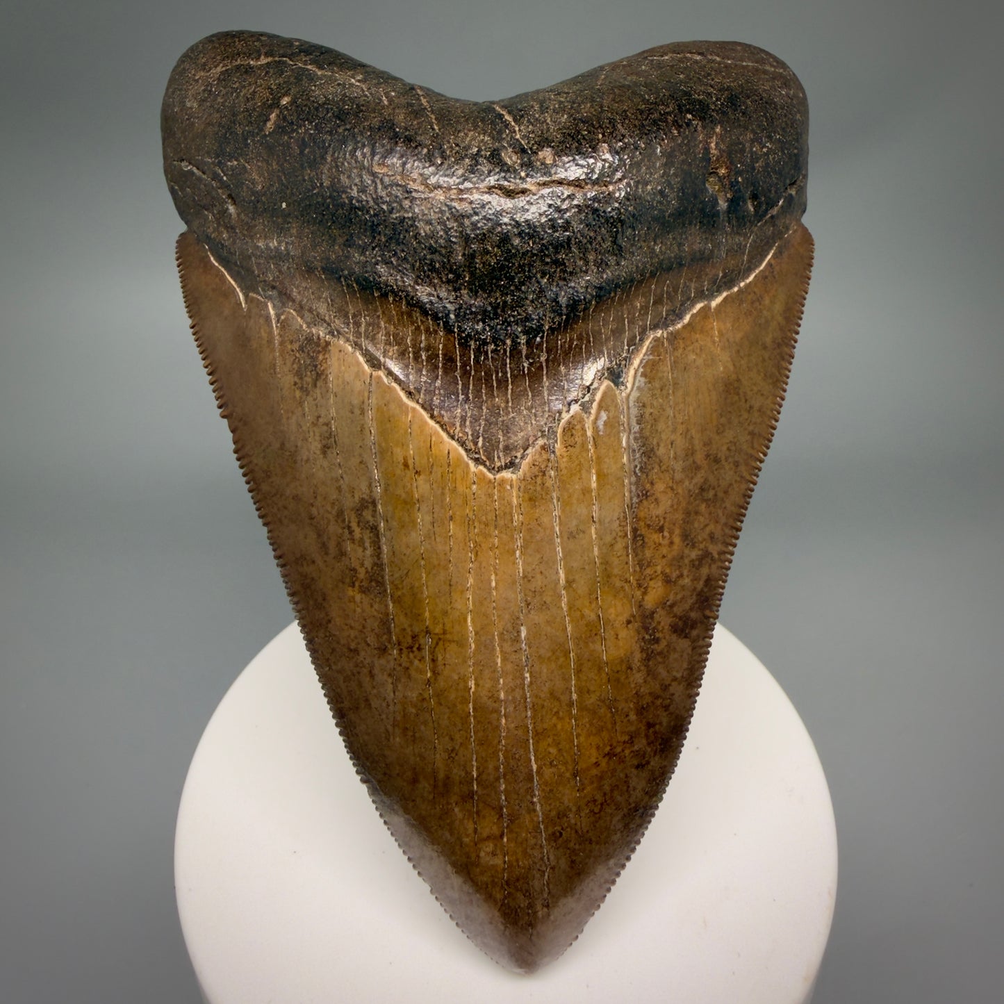 Front View Brown prints, sharply serrated 4.06" Fossil Megalodon Tooth from Georgia MJ176 