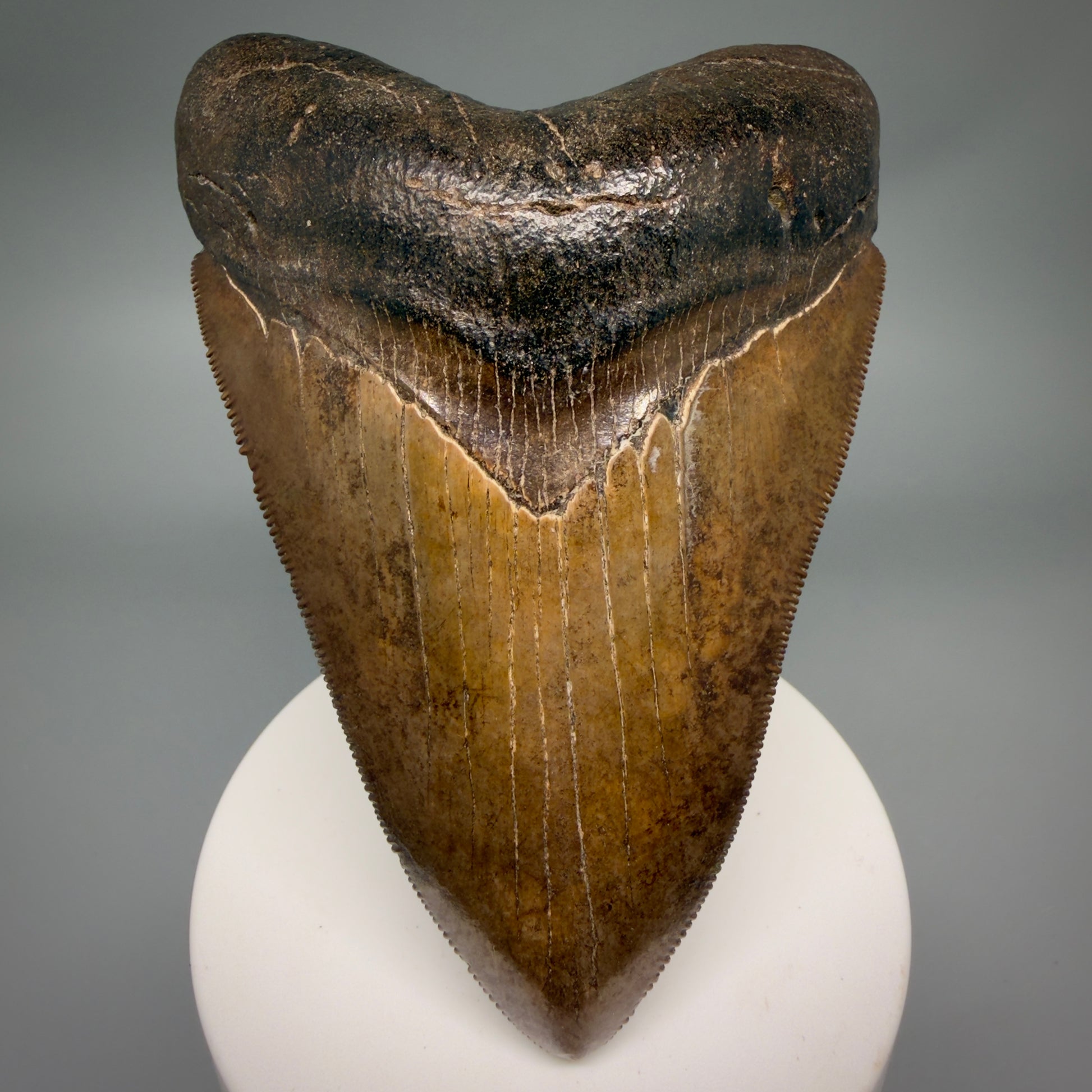 Front View Brown prints, sharply serrated 4.06" Fossil Megalodon Tooth from Georgia MJ176 