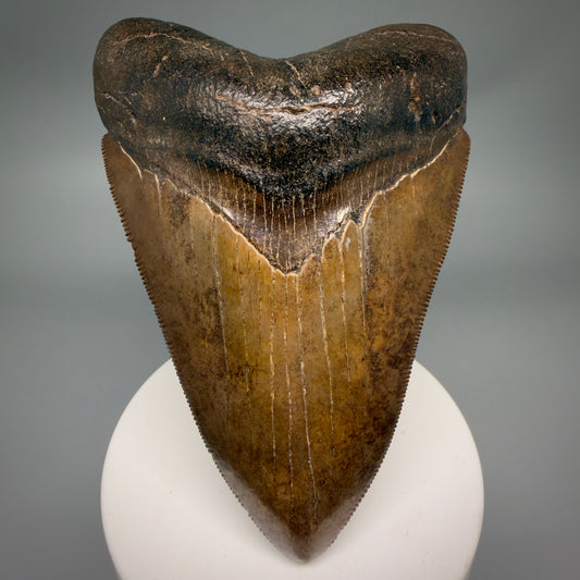 Front View Brown prints, sharply serrated 4.06" Fossil Megalodon Tooth from Georgia MJ176 