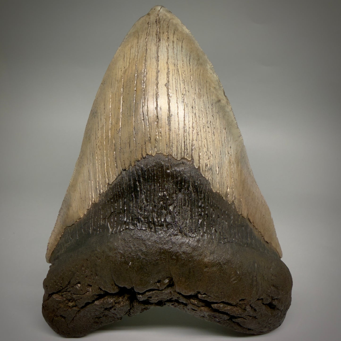 Front View Close to Max size of 7" Fossil Monster Megalodon Tooth - South Carolina, USA megalodonteeth.com CM6608