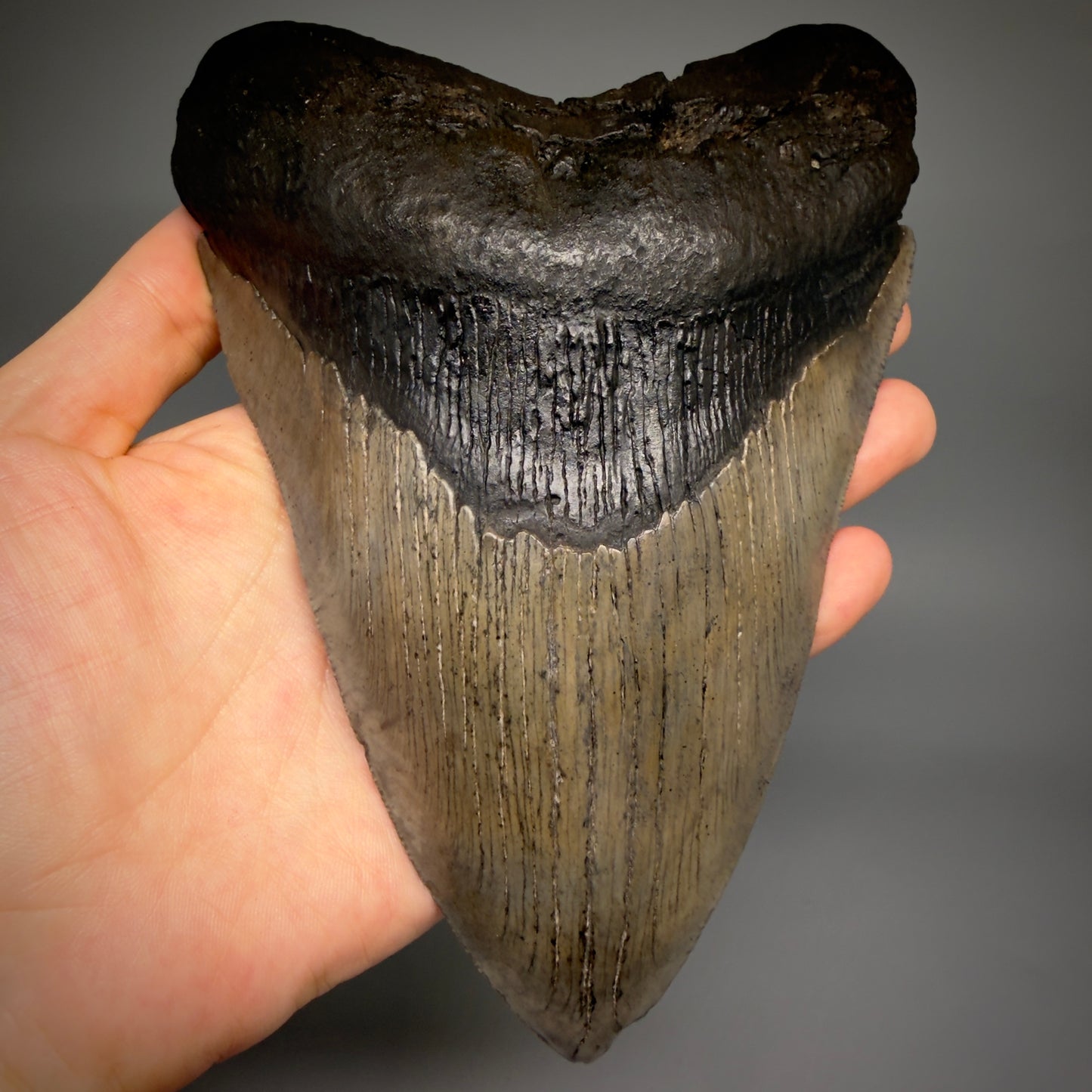 Front View Close to Max size of 7" Fossil Monster Megalodon Tooth - South Carolina, USA megalodonteeth.com CM6608 - 1
