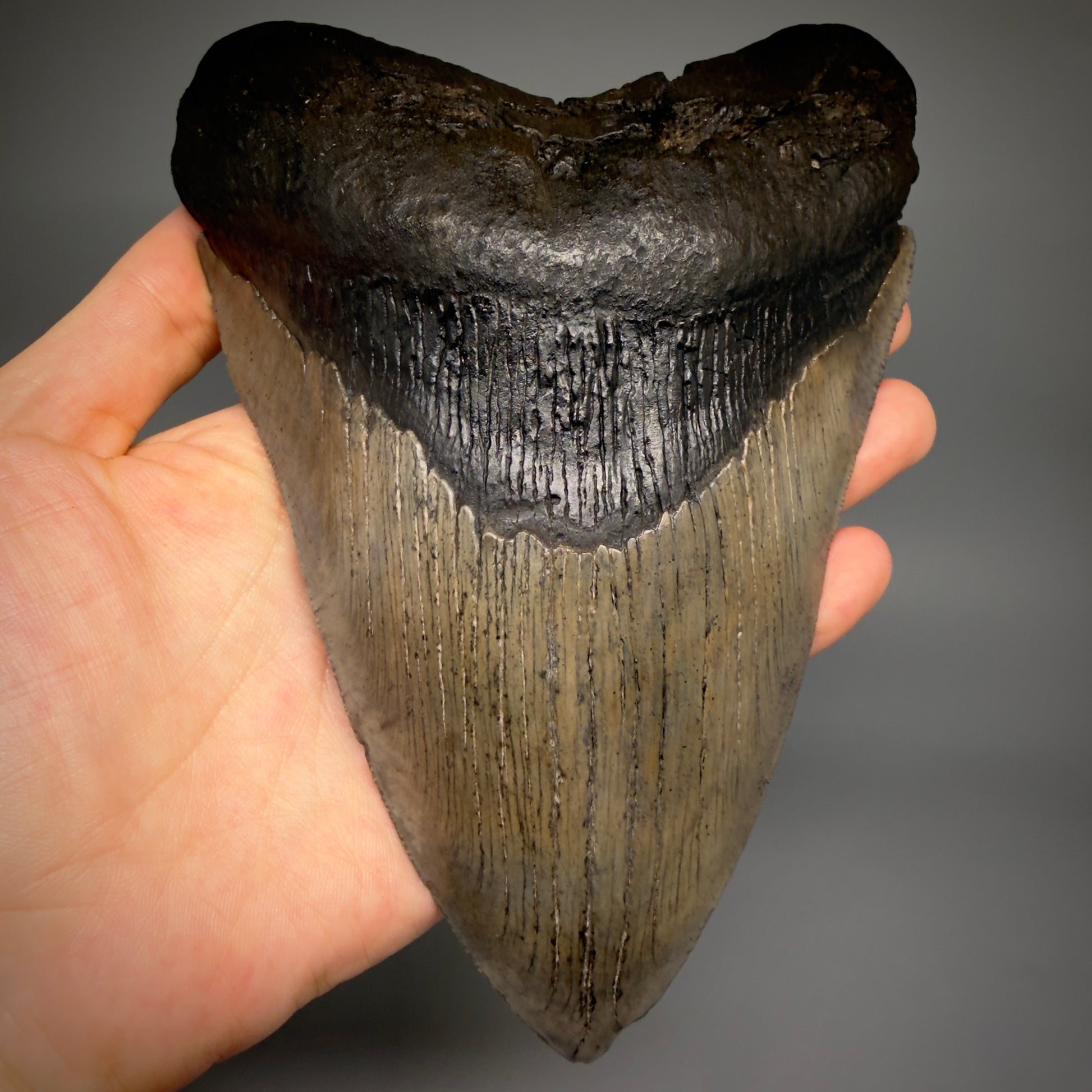 Front View Close to Max size of 7" Fossil Monster Megalodon Tooth - South Carolina, USA megalodonteeth.com CM6608 - 1