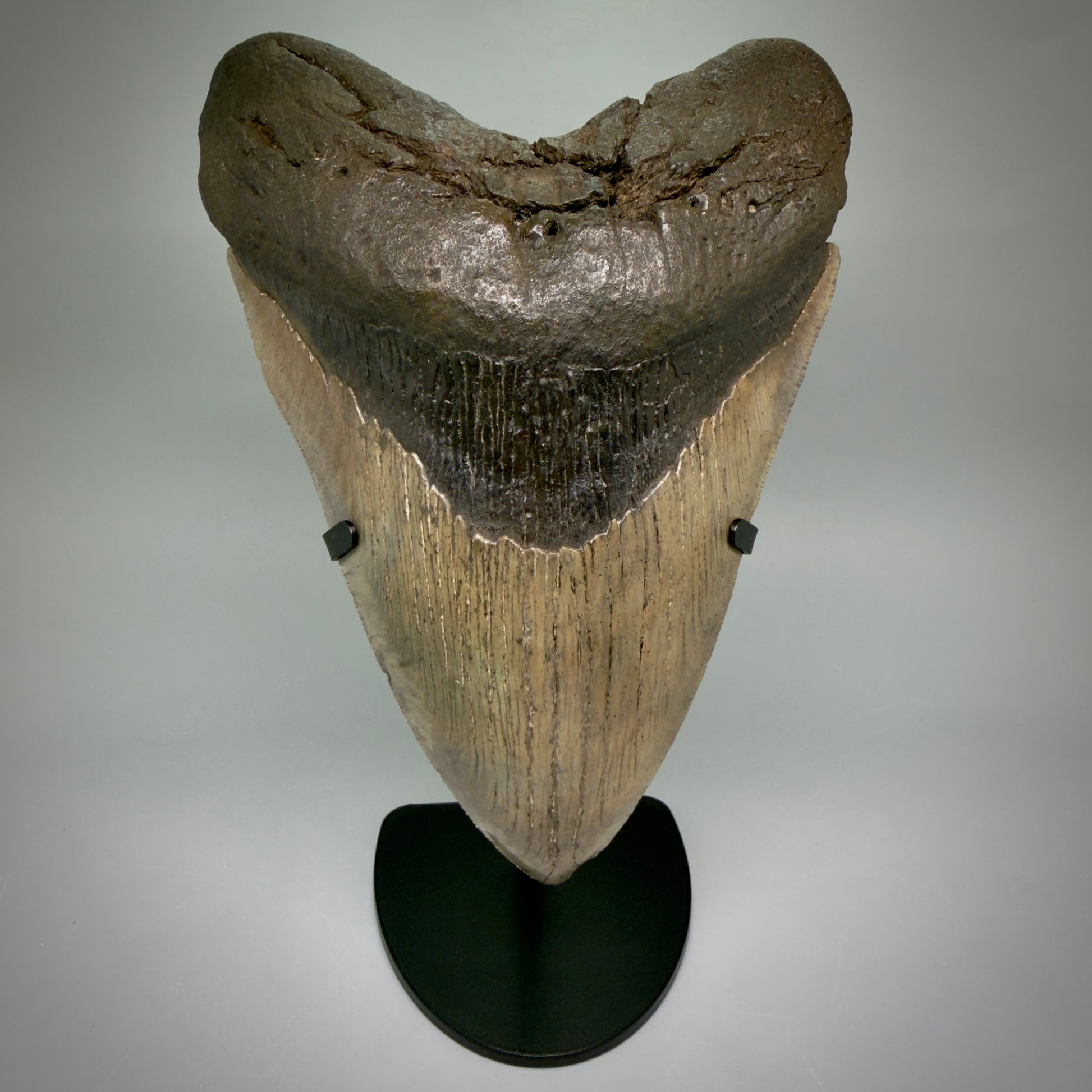 Front View Close to Max size of 7" Fossil Monster Megalodon Tooth - South Carolina, USA megalodonteeth.com CM6608 - 3