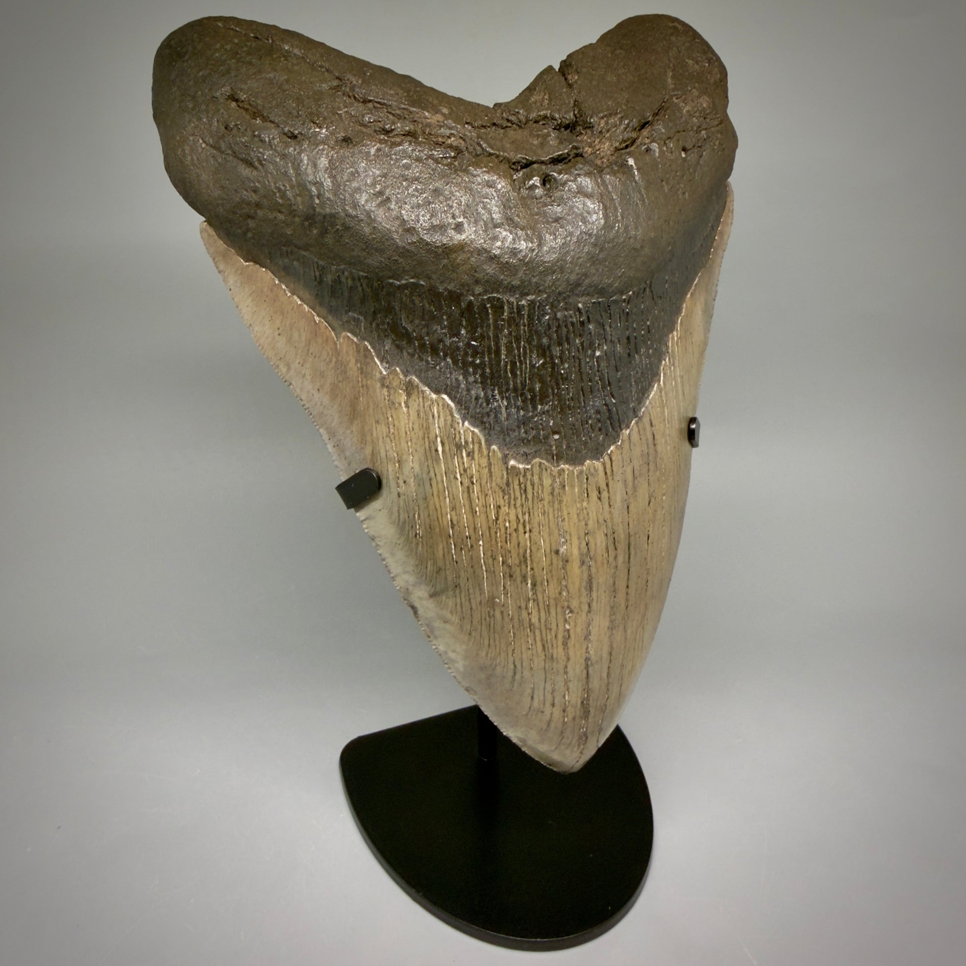 Front View Close to Max size of 7" Fossil Monster Megalodon Tooth - South Carolina, USA megalodonteeth.com CM6608 - 4