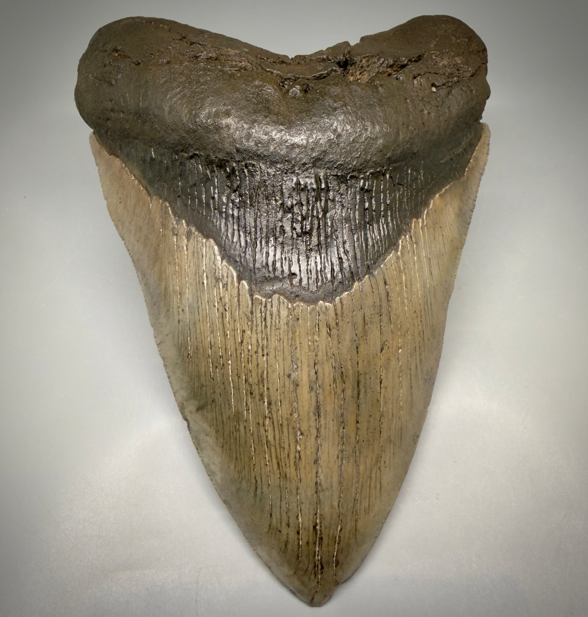 Front View Close to Max size of 7" Fossil Monster Megalodon Tooth - South Carolina, USA megalodonteeth.com CM6608 - 5
