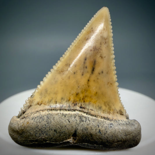 Front View Collector's Quality 1.59" long Fossil Great White Tooth from the deserts of Peru GW1284