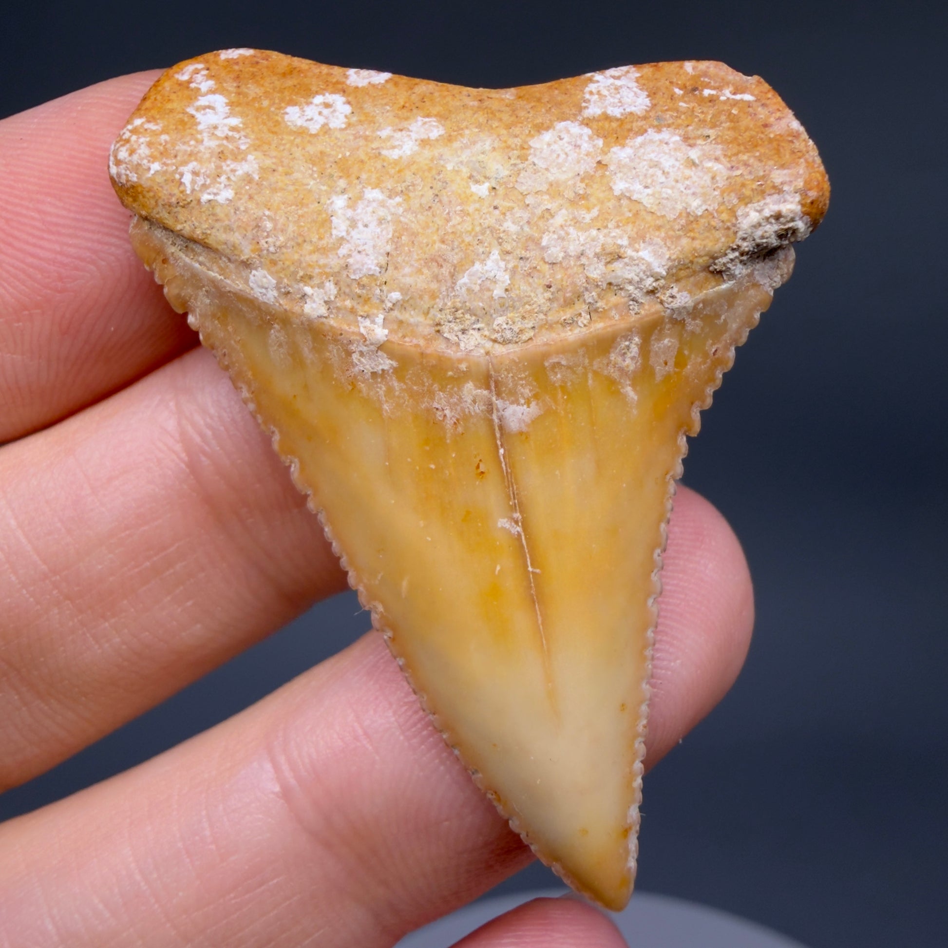 Front View Collector's Quality 1.82" long Fossil Great White Tooth from the deserts of Peru GW1360 - 1