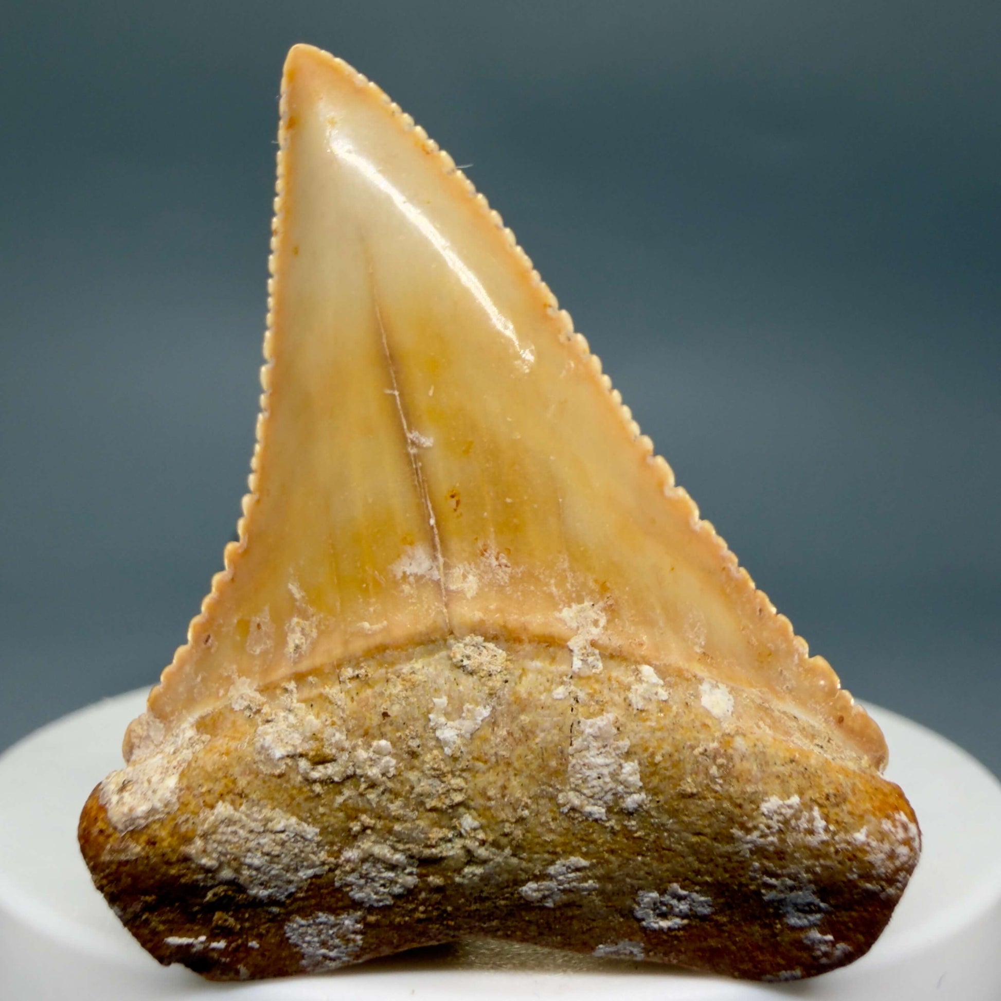 Front View Collector's Quality 1.82" long Fossil Great White Tooth from the deserts of Peru GW1360 - 3