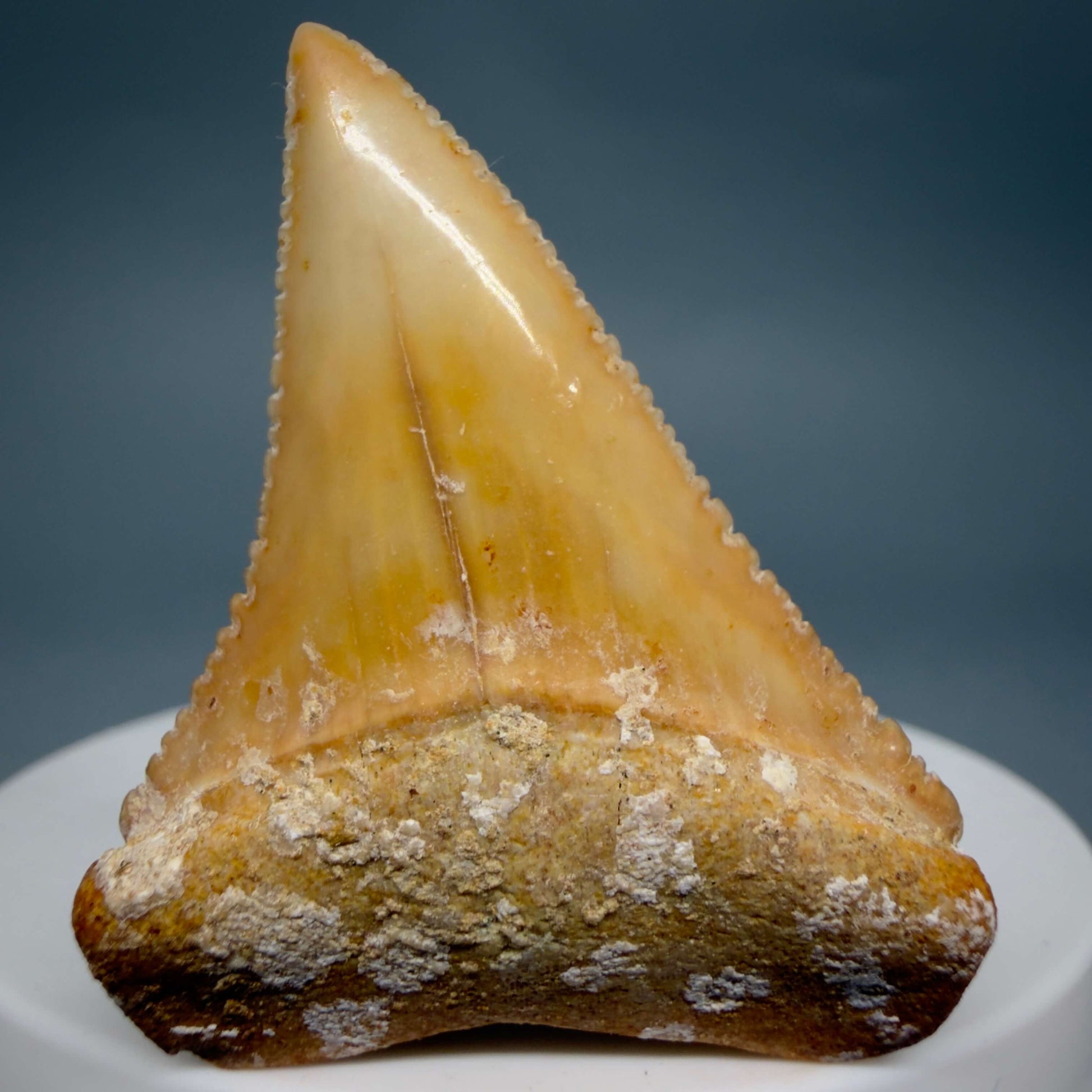 Front View Collector's Quality 1.82" long Fossil Great White Tooth from the deserts of Peru GW1360