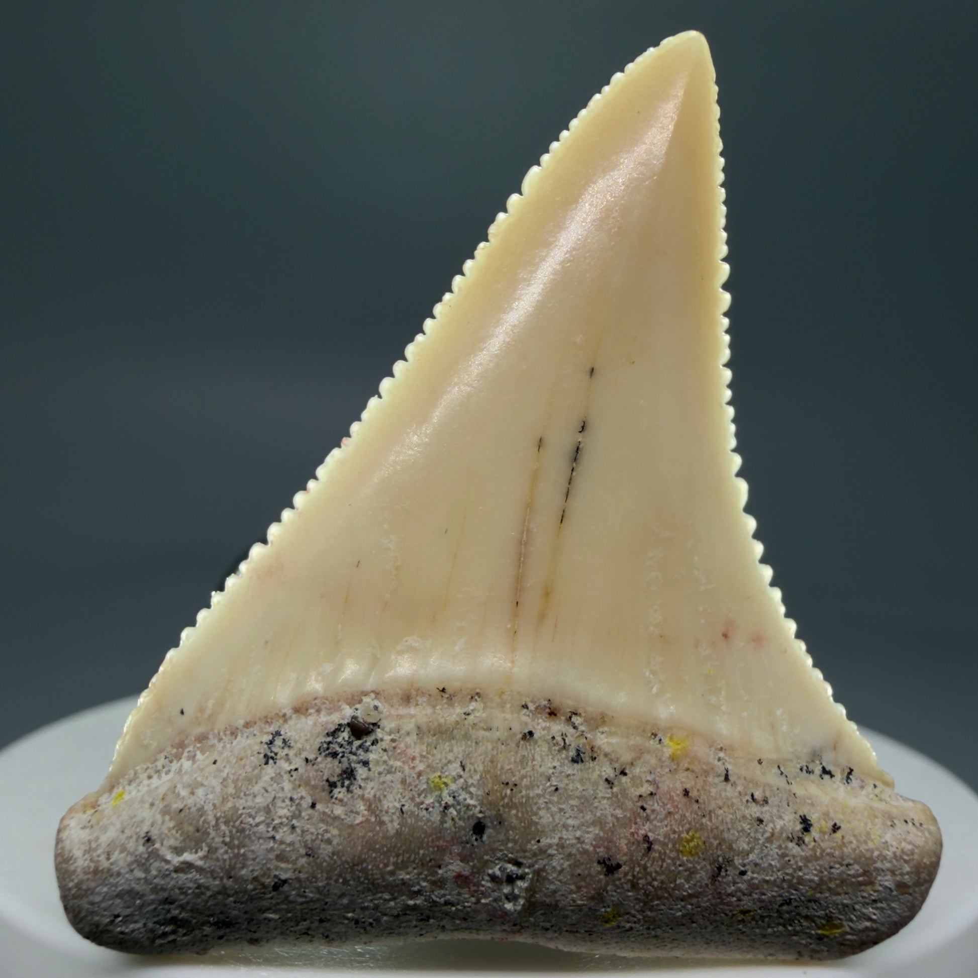 Front View Collector's Quality 1.87" long Fossil Great White Tooth from the deserts of Peru GW1275