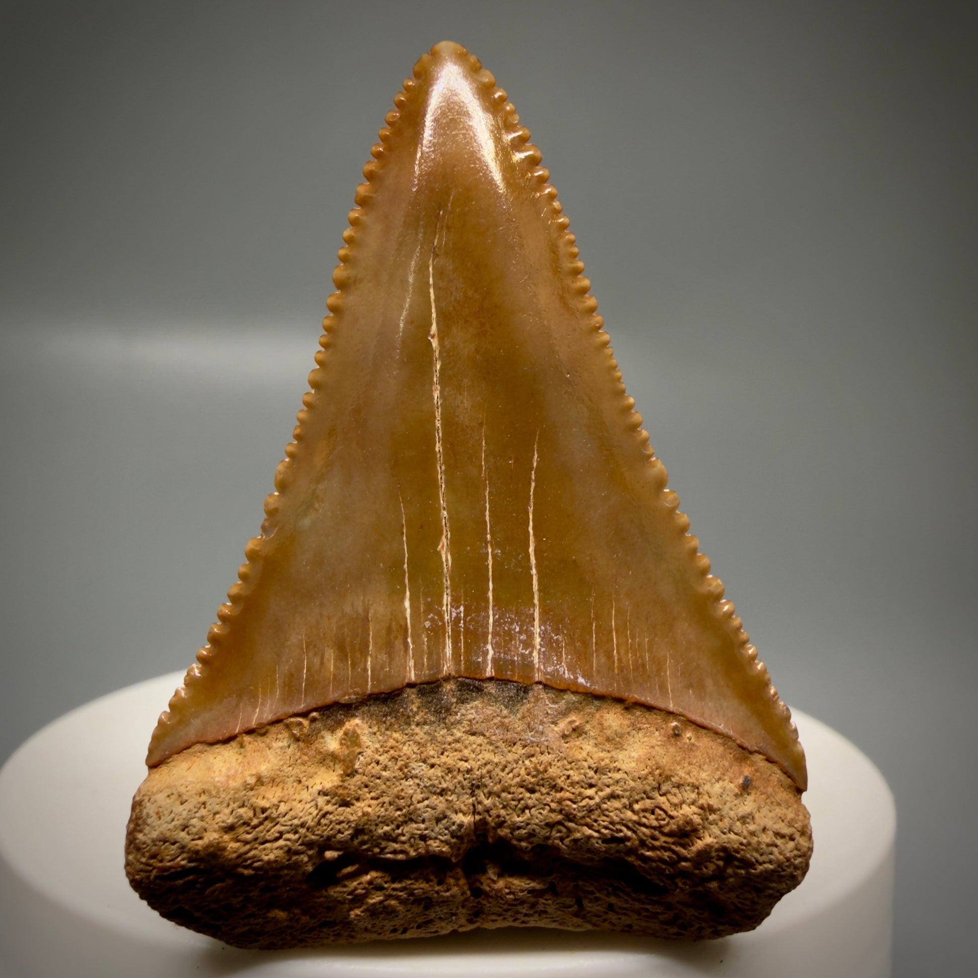 Front View Collector's Quality 1.94" Fossil Great White Shark Tooth - Cooper River, SC - Colorful GW1331