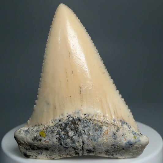 Front View Collector's Quality 2.09" long Fossil Great White Tooth from the deserts of Peru GW1266