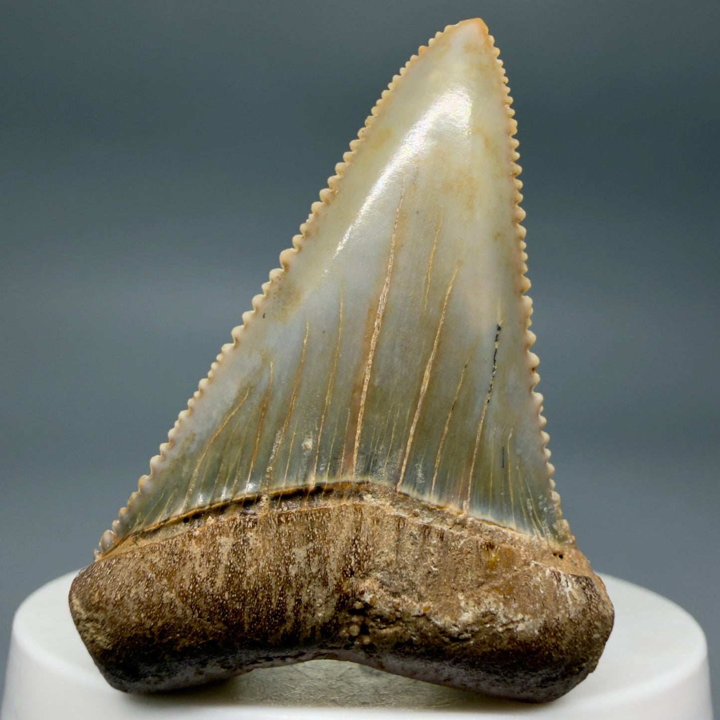 Front View Collector's Quality 2.12" long Fossil Great White Tooth from the deserts of Peru GW1338