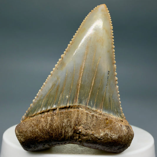 Front View Collector's Quality 2.12" long Fossil Great White Tooth from the deserts of Peru GW1338