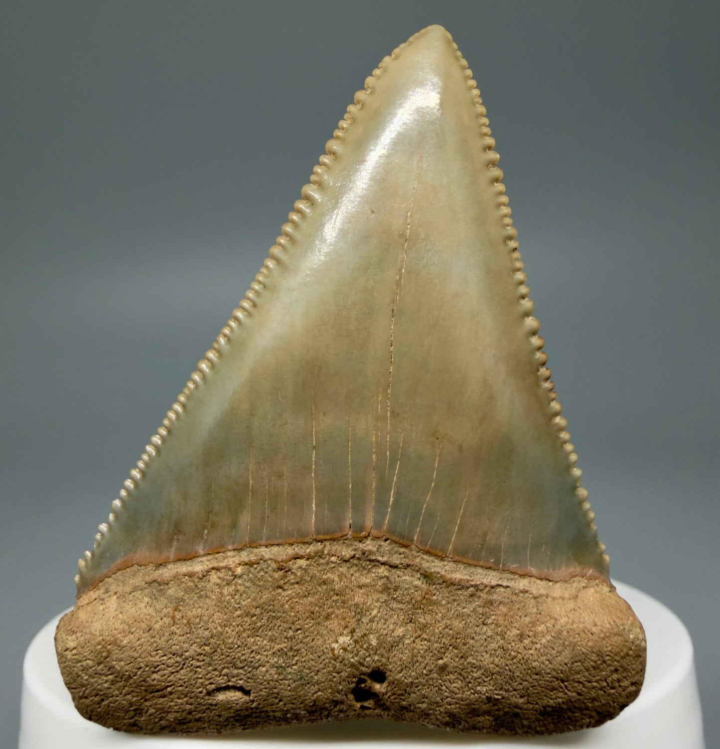 Front View Collector's Quality 2.30" Fossil Great White Shark Tooth - Cooper River, SC - Colorful GW1302