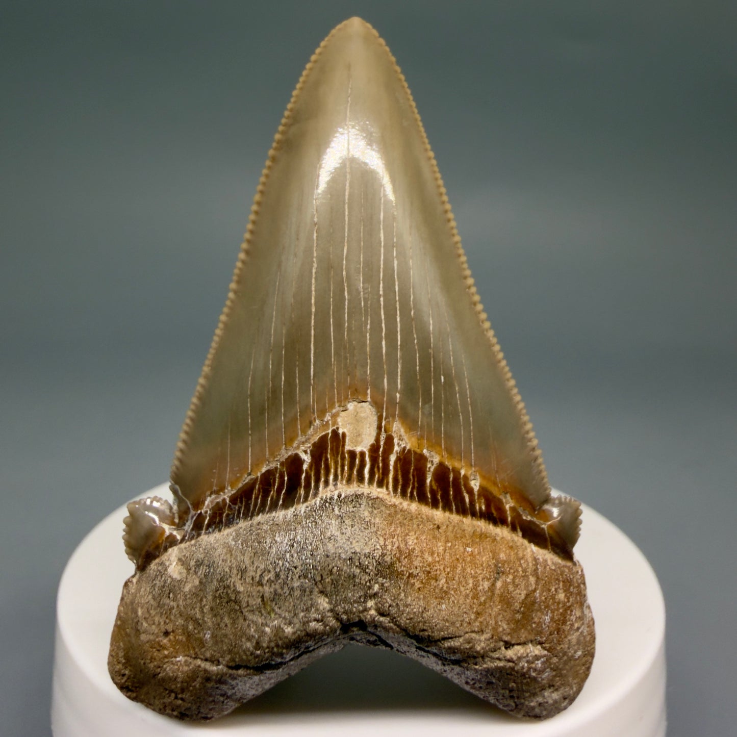 Front View Collector's Quality 2.51" Fossil Carcharocles angustidens Shark Tooth from Charleston, South Carolina AN472 - 1