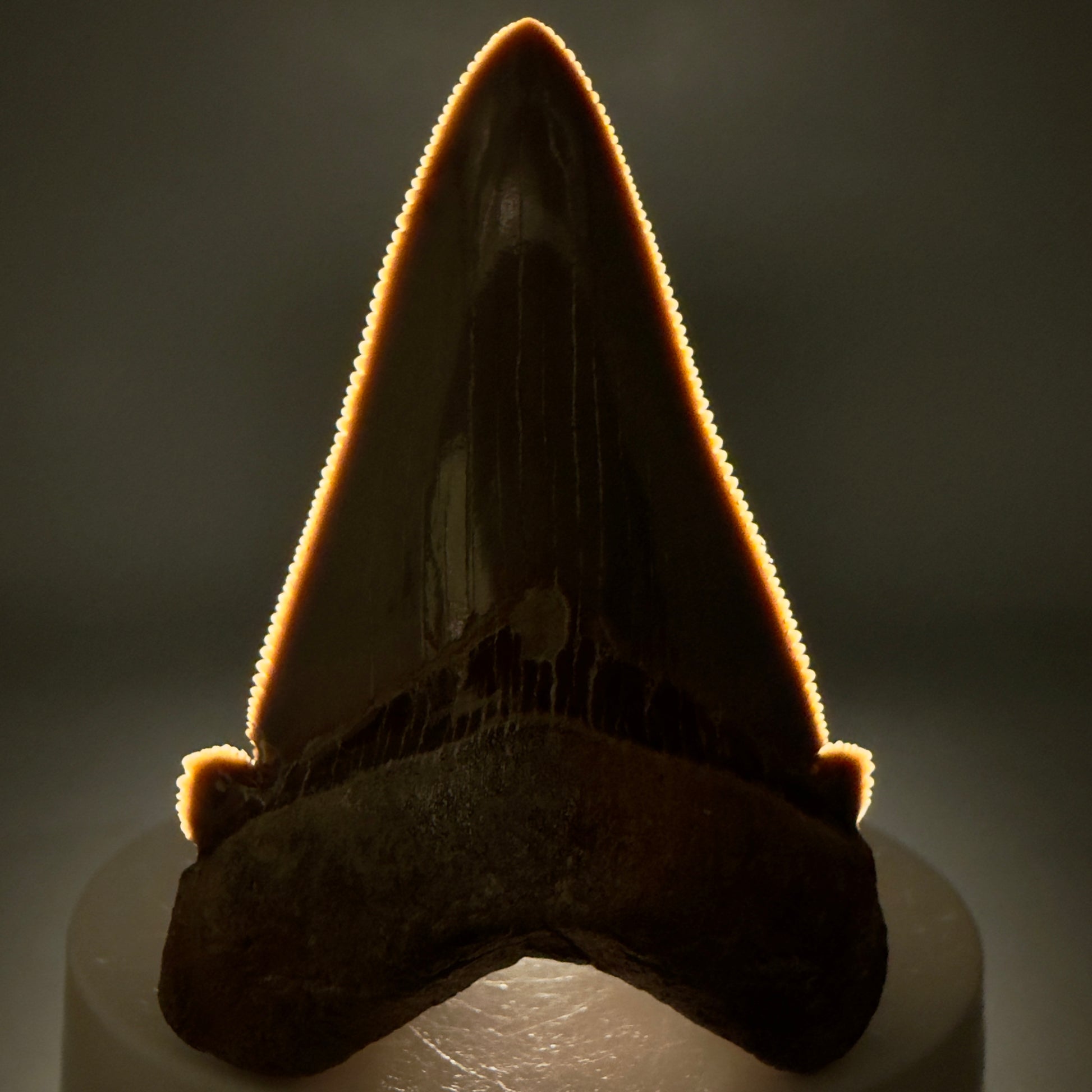 Front View Collector's Quality 2.51" Fossil Carcharocles angustidens Shark Tooth from Charleston, South Carolina AN472 - 2