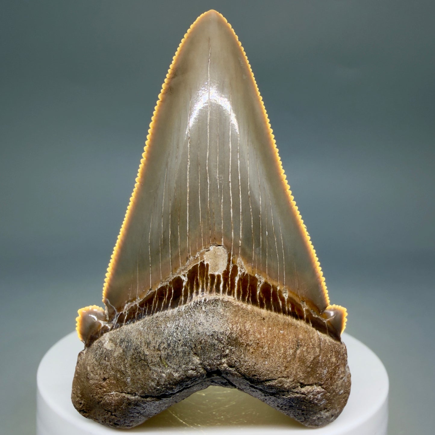 Front View Collector's Quality 2.51" Fossil Carcharocles angustidens Shark Tooth from Charleston, South Carolina AN472 - 3