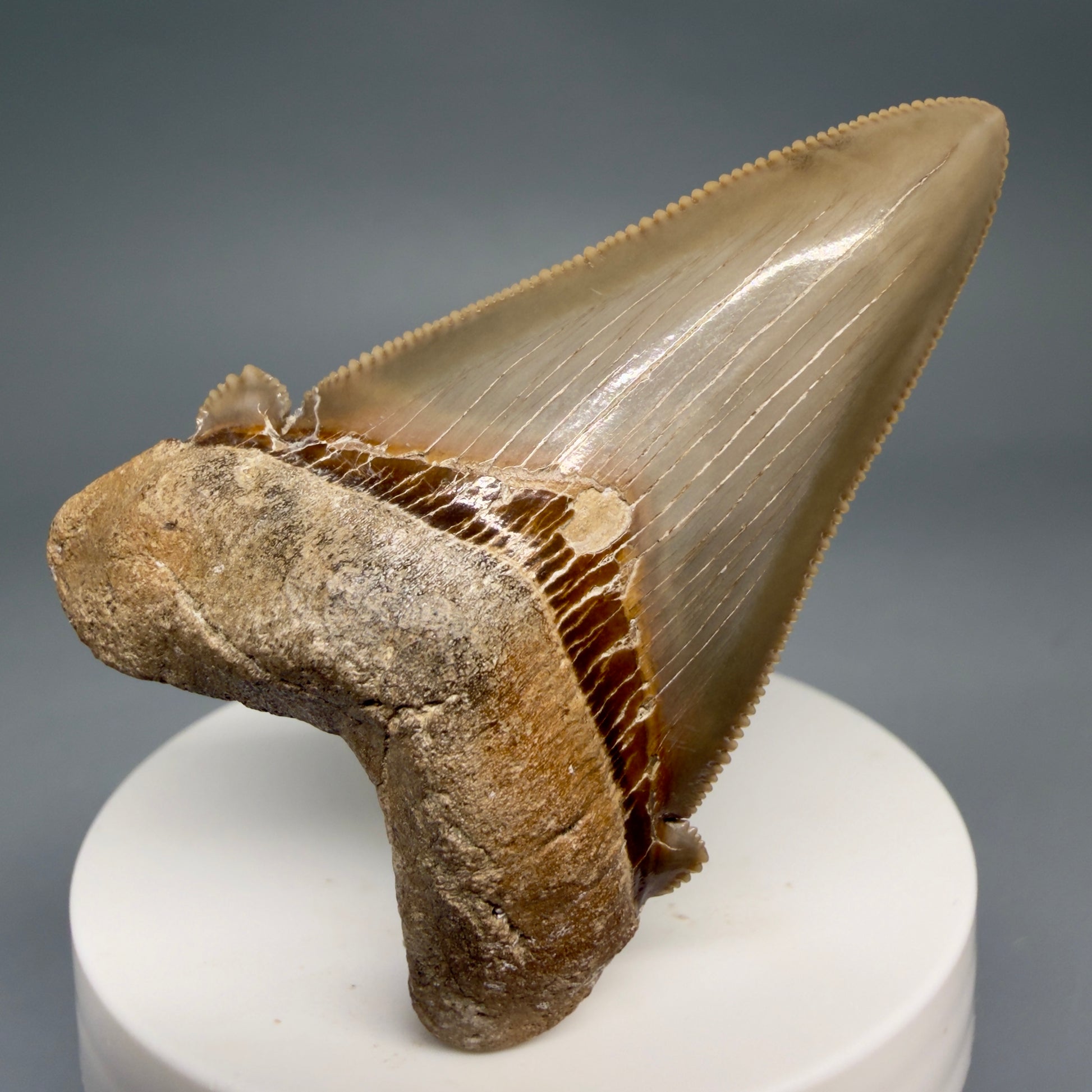 Front View Collector's Quality 2.51" Fossil Carcharocles angustidens Shark Tooth from Charleston, South Carolina AN472