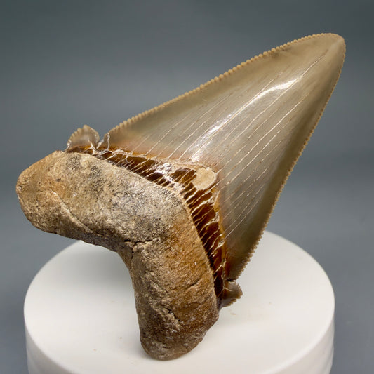 Front View Collector's Quality 2.51" Fossil Carcharocles angustidens Shark Tooth from Charleston, South Carolina AN472