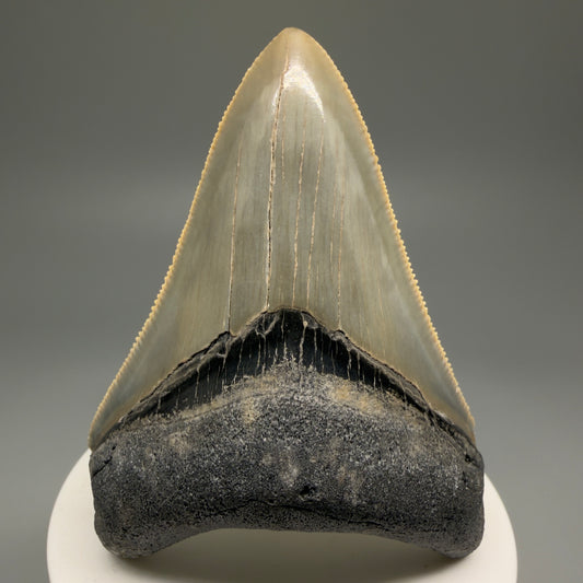 Front View Collector's Quality 3.00" Fossil Megalodon Tooth from North Carolina - megalodonteeth.com CM5599 
