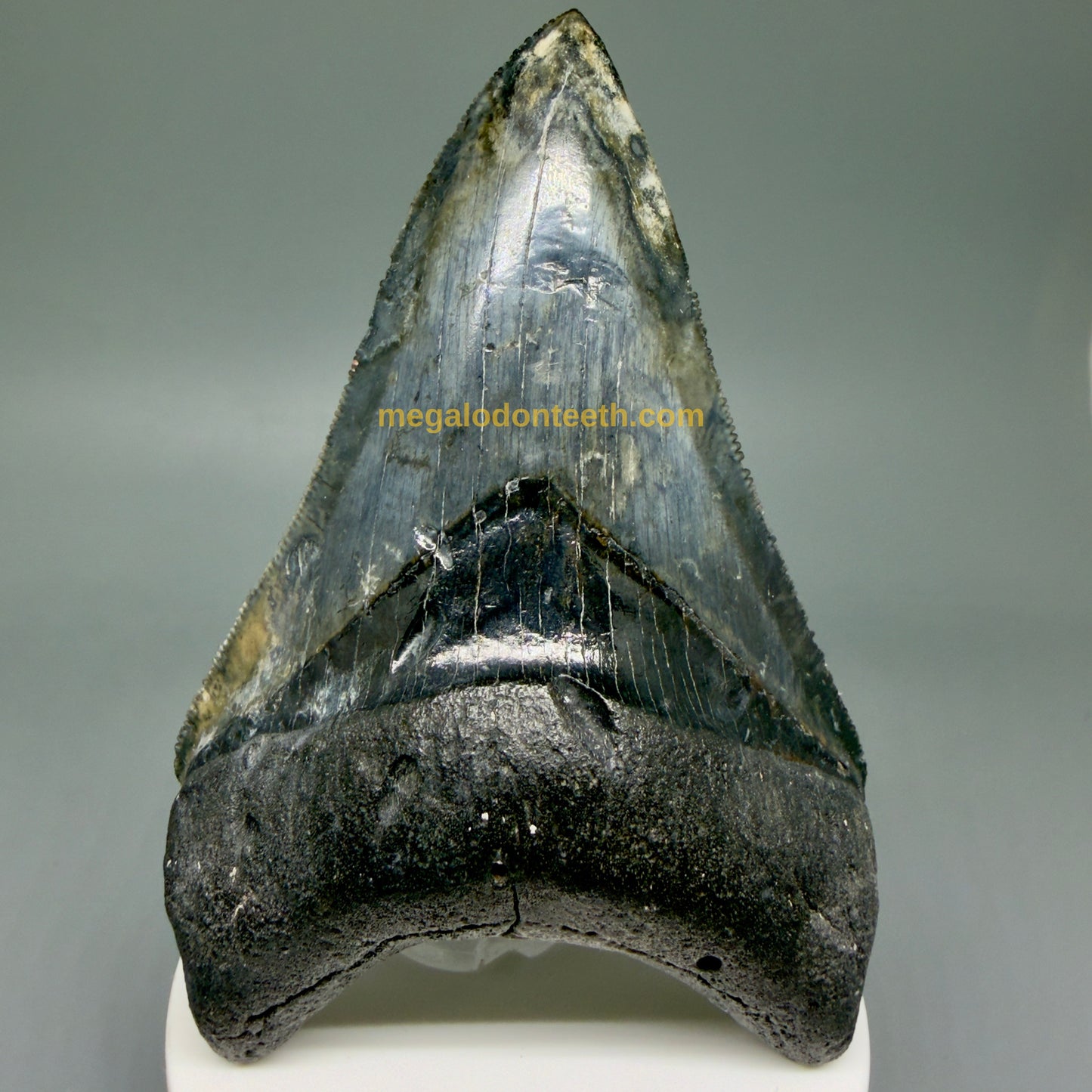 Front View Collector's Quality 4.08" Fossil Megalodon Shark Tooth - Venice, Florida CM6015
