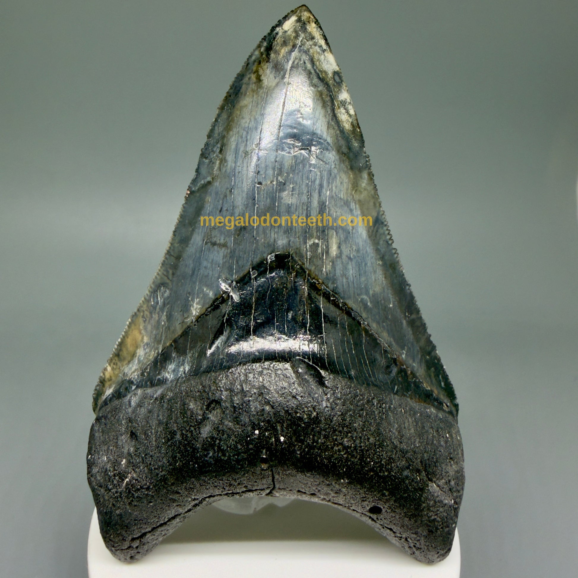 Front View Collector's Quality 4.08" Fossil Megalodon Shark Tooth - Venice, Florida CM6015