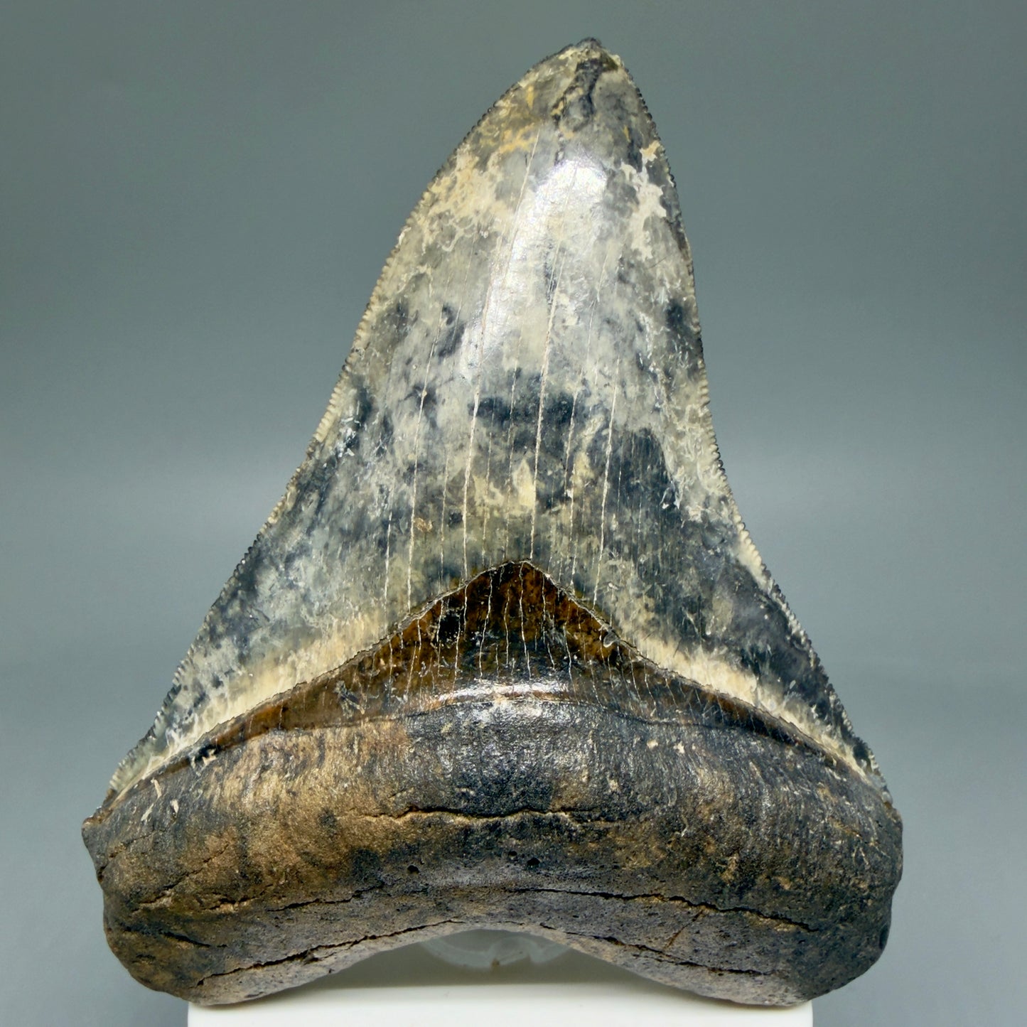Front View Collector's Quality 4.30" Fossil Megalodon Shark Tooth - Venice, Florida CM5854