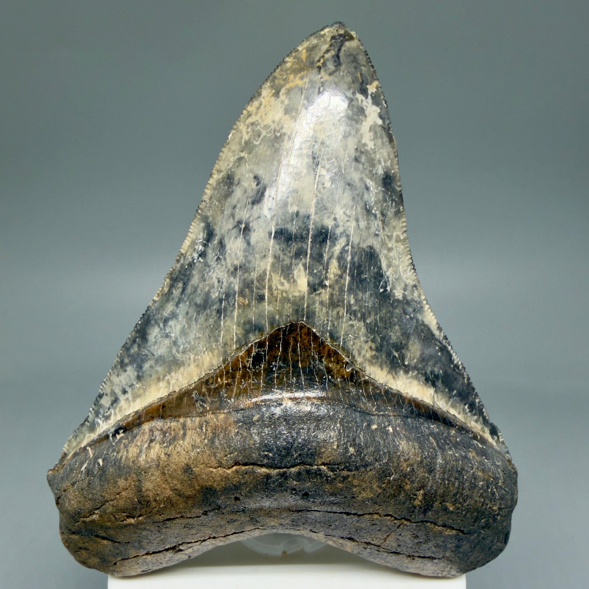 Front View Collector's Quality 4.30" Fossil Megalodon Shark Tooth - Venice, Florida CM5854