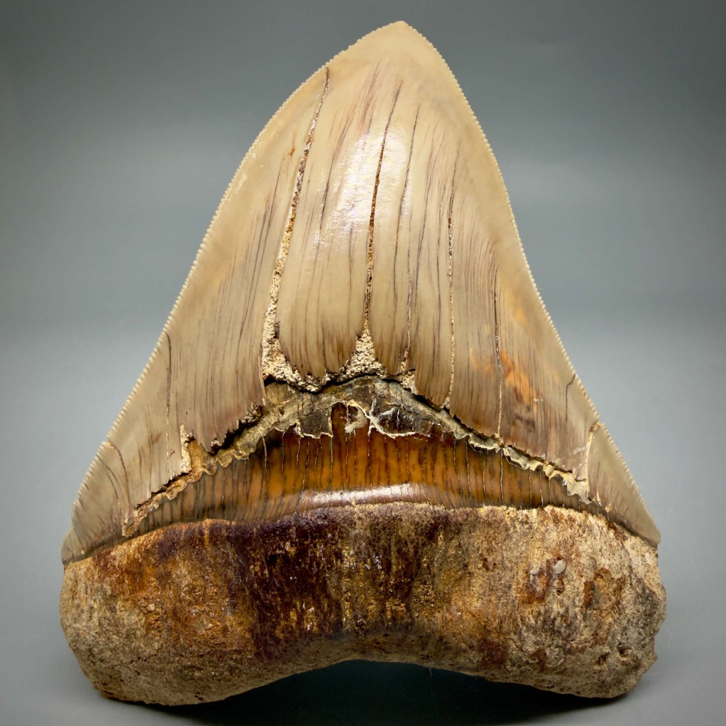 Front View Collector's Quality 4.86" Fossil Megalodon Shark Tooth from West Java, Indonesia MJ180