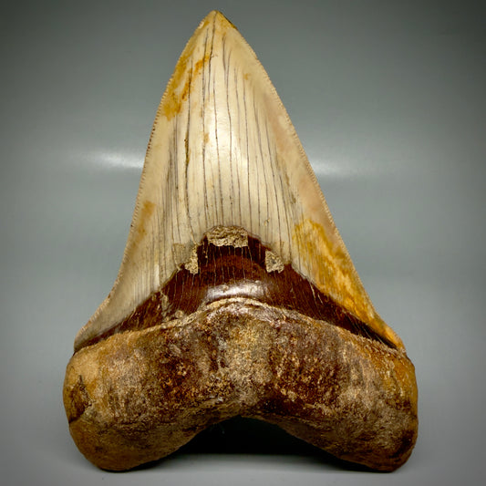 Front View Collector's Quality 5.65" Fossil Megalodon Shark Tooth from Antofagasta, Chile CM6049