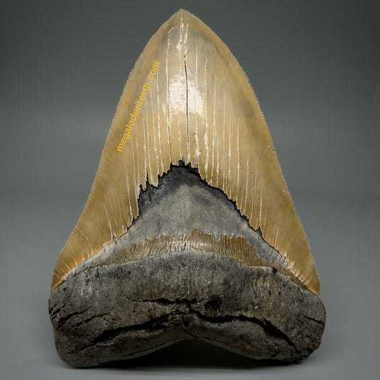 Front View Collector's Quality 5.91" Fossil Megalodon Tooth - Wilmington North Carolina CM6021